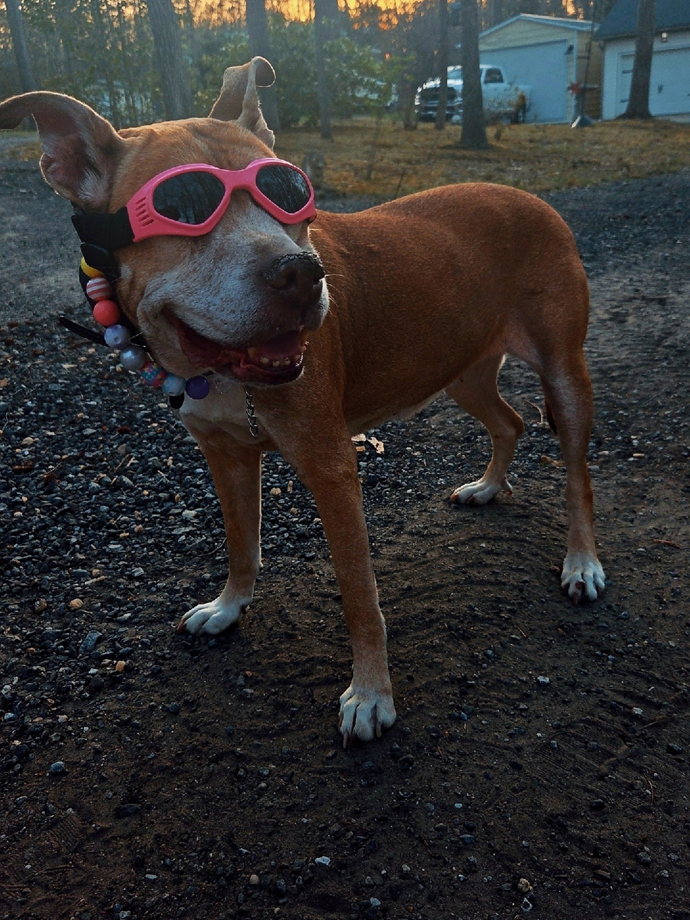 Dog Sun & Wind Goggles — Pink Protective Pet Eyewear